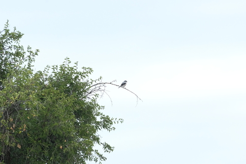Lesser Grey Shrike (Lanius minor), photo 9