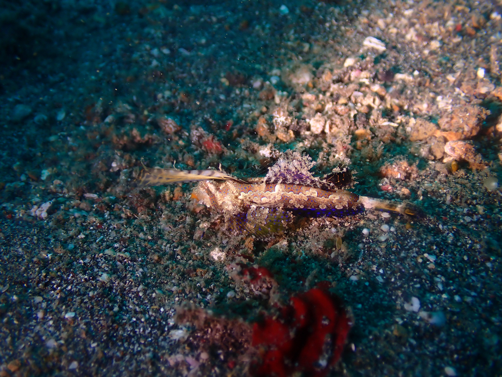 Black-orange Dragonet (Dactylopus kuiteri)
