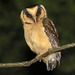 Buff-fronted Owl - Photo (c) André Adeodato, some rights reserved (CC BY-NC), uploaded by André Adeodato