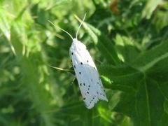 Myelois circumvoluta