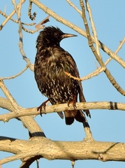 Sturnus vulgaris