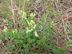 Astragalus soxmaniorum