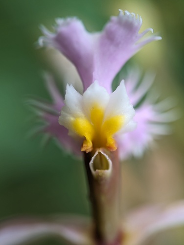 Epidendrum arachnoglossum, photograph 3