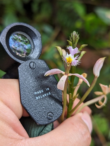 Epidendrum arachnoglossum, photograph 4