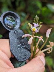 Epidendrum arachnoglossum, photograph (c) Zihao Wang, some rights reserved (CC BY)