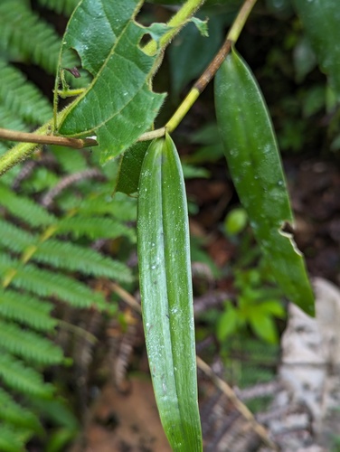 Epidendrum arachnoglossum, photograph 5