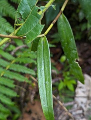 Epidendrum arachnoglossum, photograph (c) Zihao Wang, some rights reserved (CC BY)