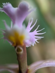 Epidendrum arachnoglossum, photograph (c) Zihao Wang, some rights reserved (CC BY)