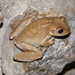 Cuban Tree Frog - Photo (c) copepodo, some rights reserved (CC BY-NC-ND)