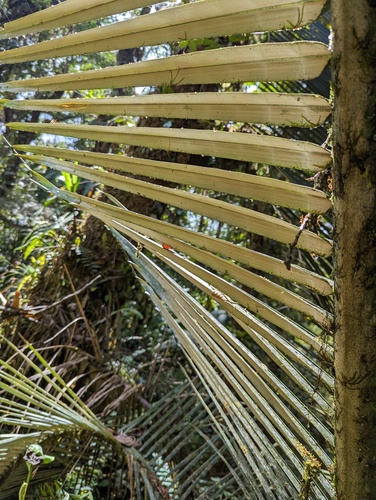 Ceroxylon echinulatum, photograph 2