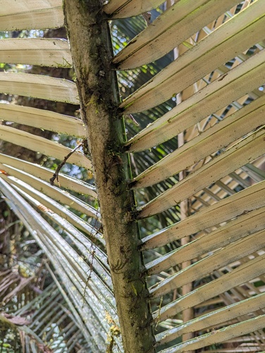 Ceroxylon echinulatum, photograph 3