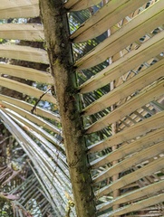 Ceroxylon echinulatum, photograph (c) Zihao Wang, some rights reserved (CC BY)