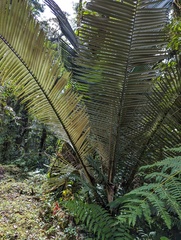 Ceroxylon echinulatum, photograph (c) Zihao Wang, some rights reserved (CC BY)