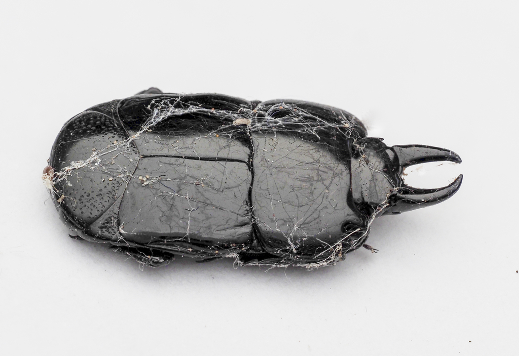 Hololepta lissopyga