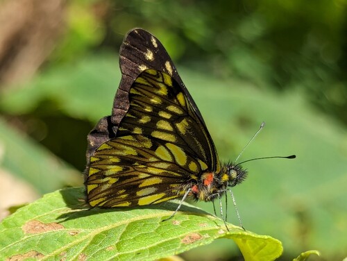Catasticta philodora