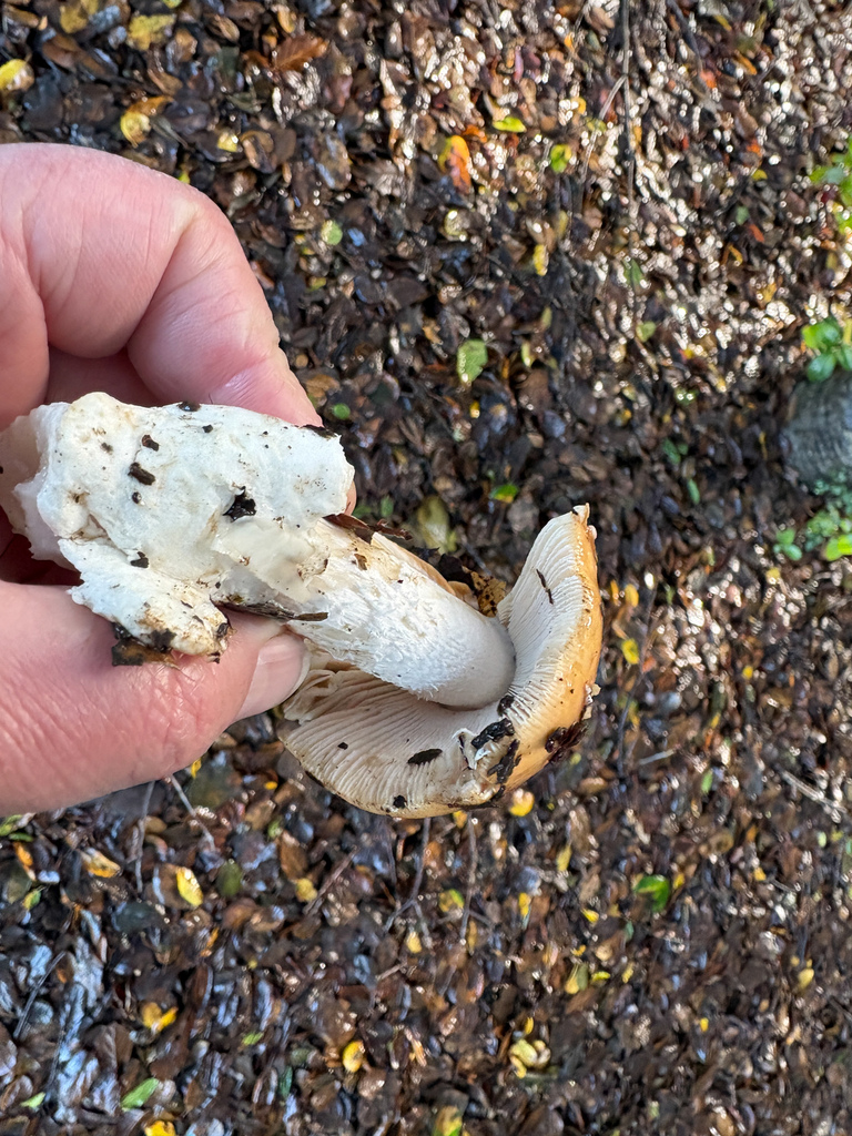 Amanita velosa · February 2026 · photo: © nettiecat (iNaturalist, cc-by)