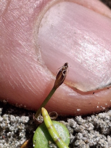 Eleocharis neozelandica observed 2026-02-20
