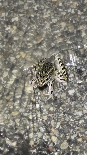 Northern Leopard Frog observed by pralinesux