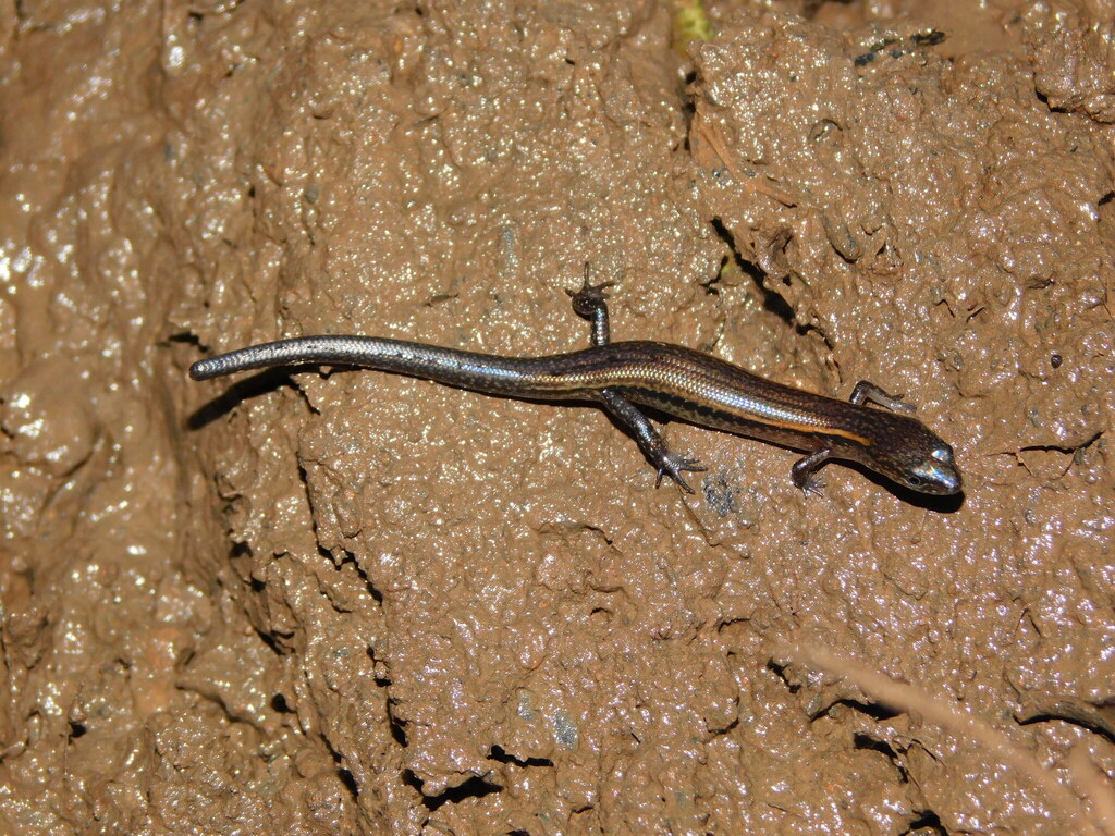 Tytthoscincus temmincki (Tytthoscincus temmincki)