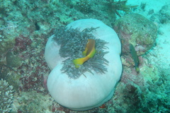 Amphiprion nigripes