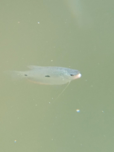 Trichopodus trichopterus