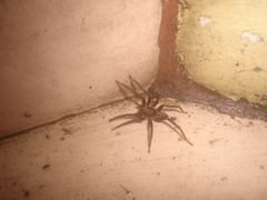 Asthenoctenus borellii