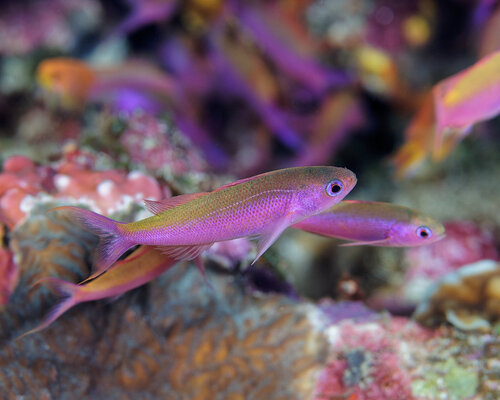 Waite's slender anthias (Luzonichthys waitei) — Serranidae — 4