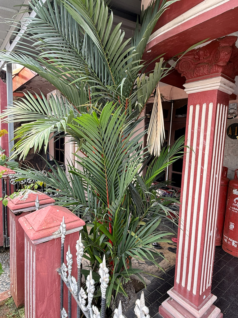 lipstick palm (Cyrtostachys renda)