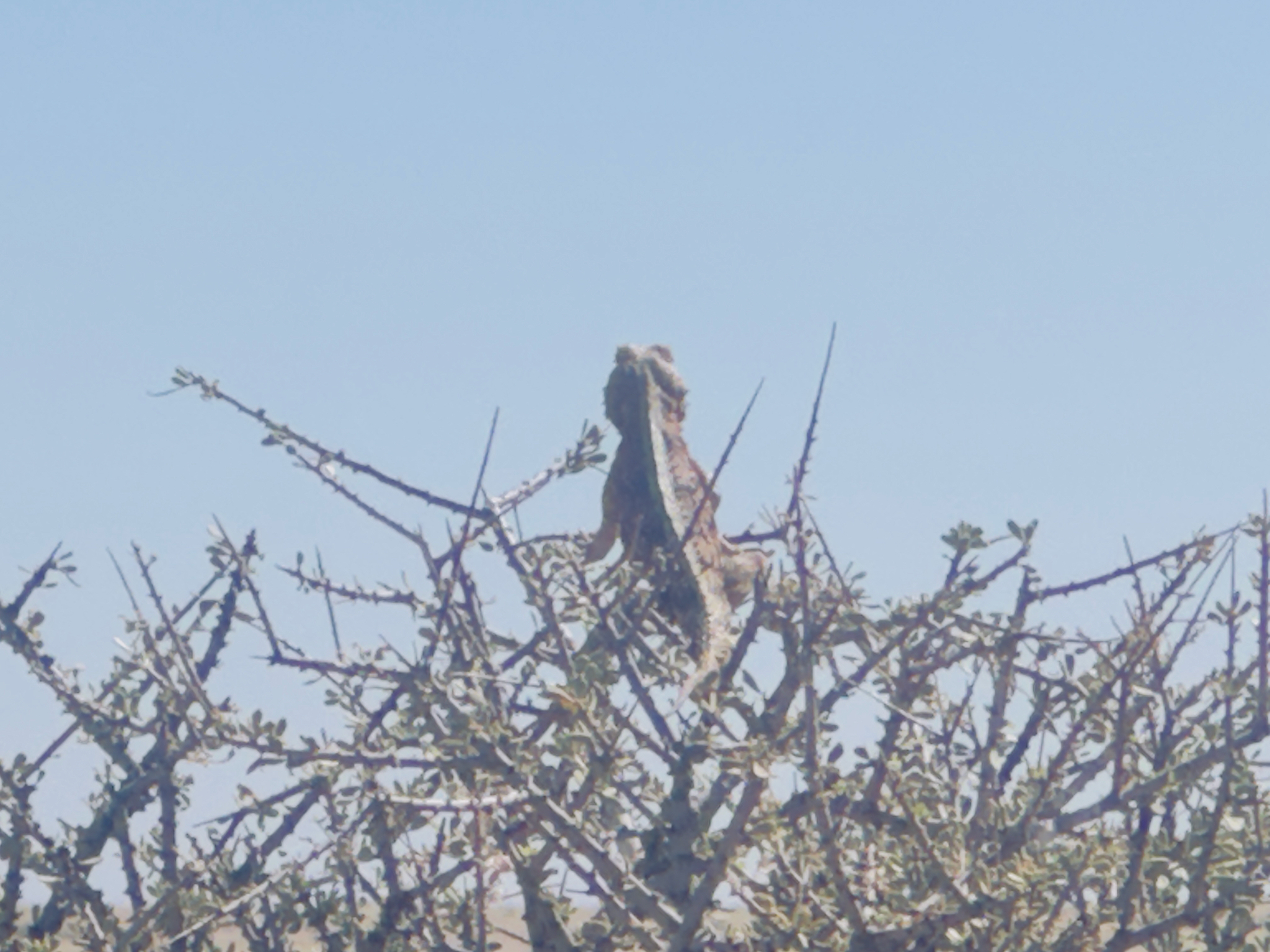 Agama aculeata Merrem, 1820
