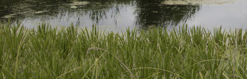 Water-soldier (Stratiotes aloides)