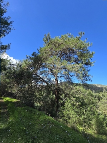 Turkish pine