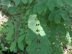 Amorpha ouachitensis