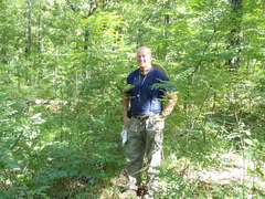 Amorpha ouachitensis