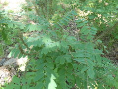 Amorpha ouachitensis