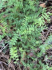 Vicia ludoviciana