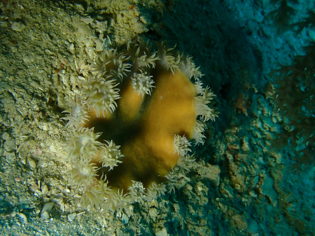 Bowl coral