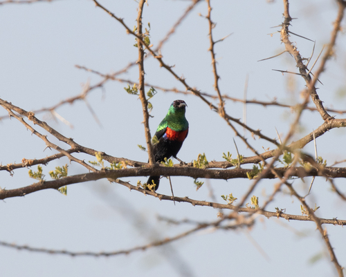 Abyssinian Sunbird (Cinnyris habessinicus), photo 2