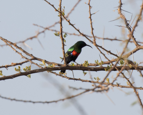 Abyssinian Sunbird (Cinnyris habessinicus), photo 6
