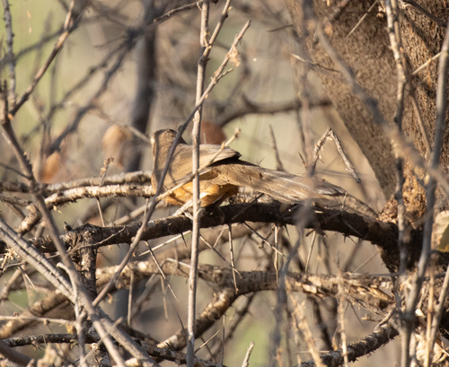 Rufous Chatterer (Argya rubiginosa), photo 9