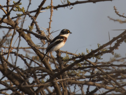 Grey-headed Batis (Batis orientalis), photo 8