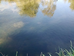 Rhombosolea retiaria