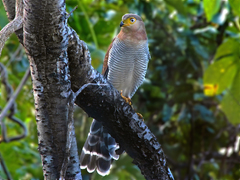 Micrastur ruficollis