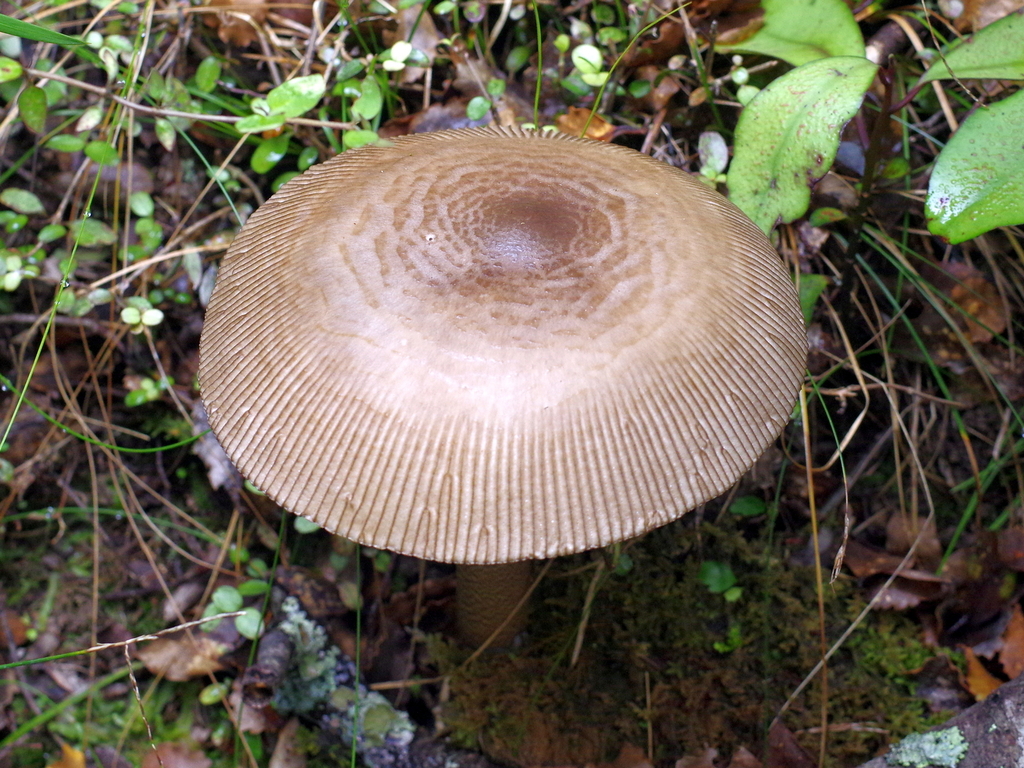 Amanita pekeoides · February 2026 · photo: © hokonui (iNaturalist, cc-by)