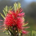 Melaleuca rugulosa - Photo (c) ed_shaw,  זכויות יוצרים חלקיות (CC BY-NC)