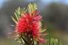 Scarlet Bottlebrush - Photo (c) ed_shaw, some rights reserved (CC BY-NC)