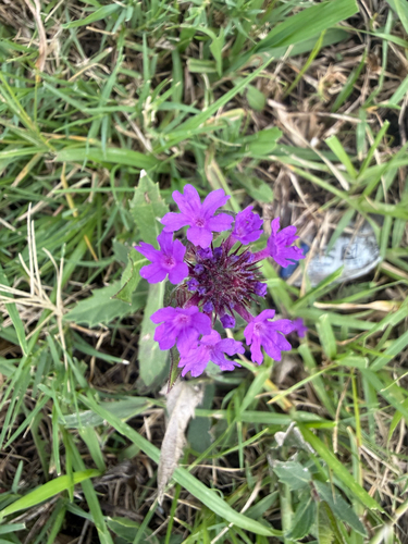 Slender Vervain