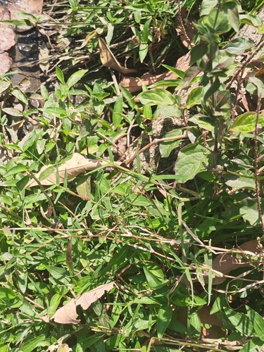 Phytomia zonata