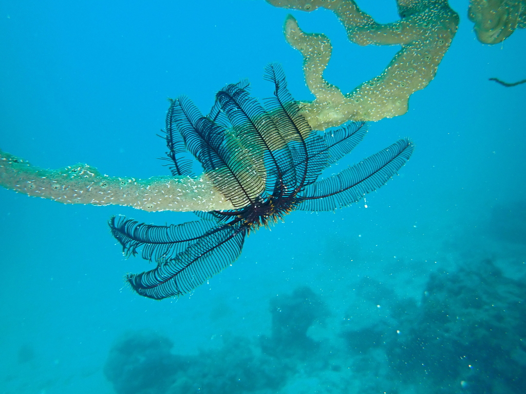Spinose Feather Star