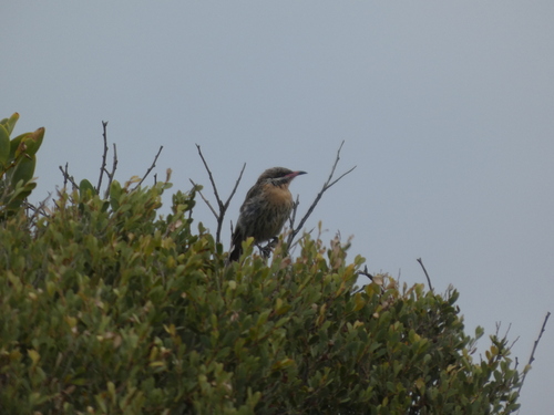 Spiny-cheeked Honeyeater (Acanthagenys rufogularis), photo 3