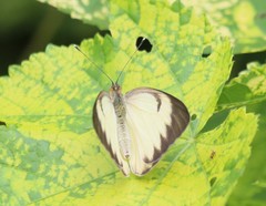 Ascia monuste orseis